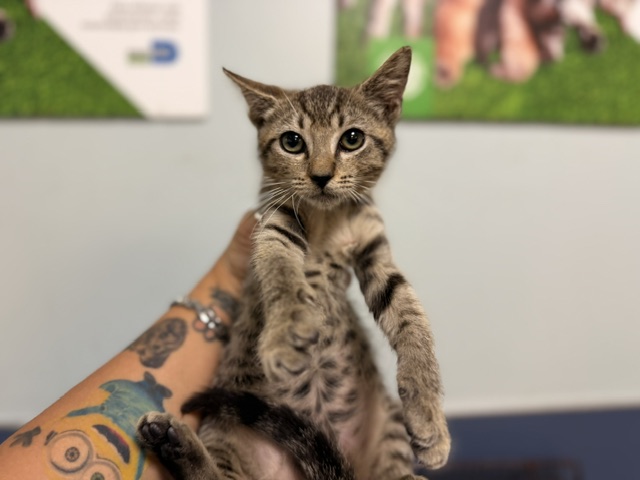 Shelter Stray Female Cat last seen , 3599 NW 79th Ave, Doral, FL 33122, USA