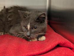 Shelter Stray Female Cat last seen FAIRVIEW AVE, TAVARES, 12280 County Rd 448, Tavares, FL 32778, USA