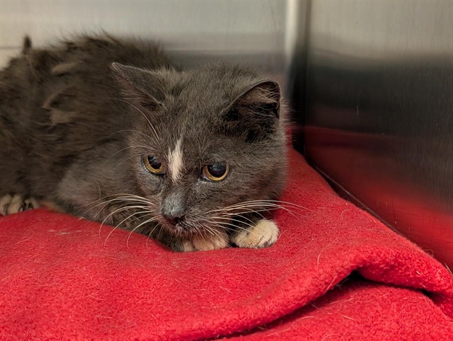 Shelter Stray Female Cat last seen FAIRVIEW AVE, TAVARES, 12280 County Rd 448, Tavares, FL 32778, USA