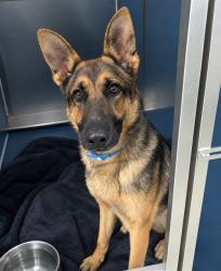 Shelter Stray Male Dog last seen Near BLOCK PIEDMONT ST, DETROIT MI 48228, 1431 E Ferry St, Detroit, MI 48211, USA
