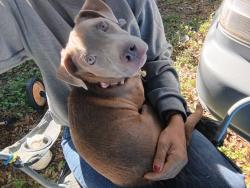 Found/Stray Male Dog last seen Vega E and I-20 Service road West, Fort Worth, TX 76133