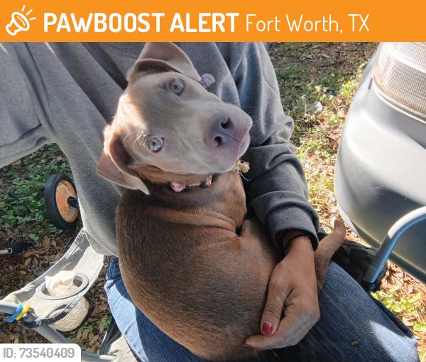 Found/Stray Male Dog last seen Vega E and I-20 Service road West, Fort Worth, TX 76133