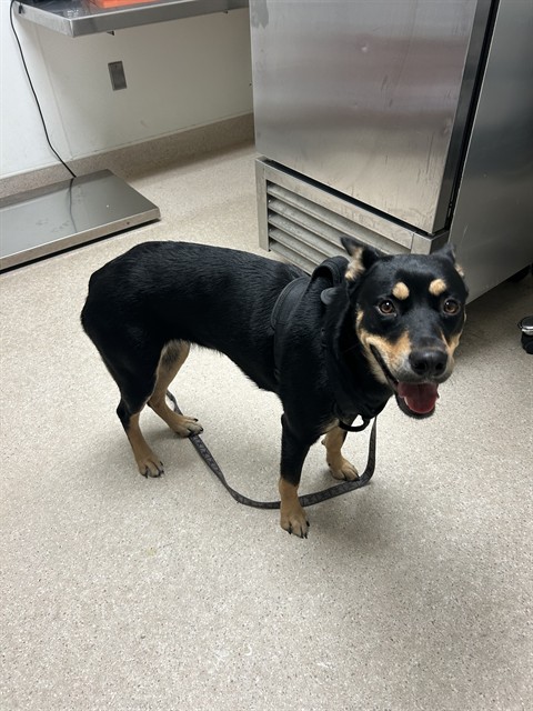 Shelter Stray Female Dog last seen Near BLOCK DIAMOND ST, ROSAMOND CA 93560, 3951 Fruitvale Ave, Bakersfield, CA 93308, USA