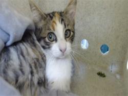 Shelter Stray Female Cat last seen , 11258 Garfield Ave, Downey, CA 90242, USA