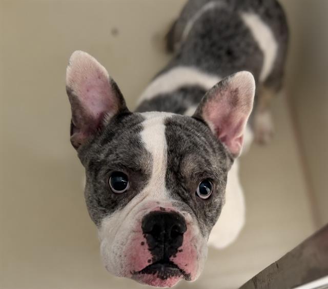 Shelter Stray Male Dog last seen Near BLOCK W PIERCE, 3839 W Burnham St, West Milwaukee, WI 53215, USA