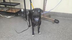 Shelter Stray Female Dog last seen , 3201 Lacy St, Los Angeles, CA 90031, USA