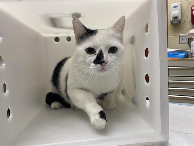 Shelter Stray Female Cat last seen Near BLOCK S 11TH ST, 3839 W Burnham St, West Milwaukee, WI 53215, USA
