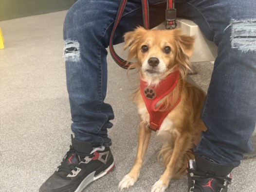 Shelter Stray Male Dog last seen , 3201 Lacy St, Los Angeles, CA 90031, USA