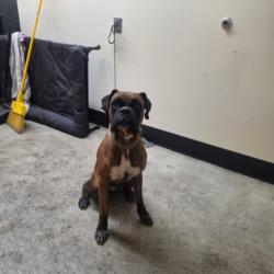 Shelter Stray Male Dog last seen , 3201 Lacy St, Los Angeles, CA 90031, USA