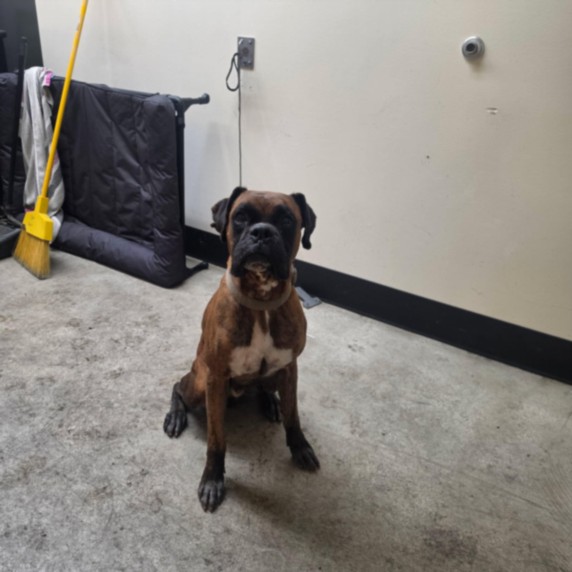 Shelter Stray Male Dog last seen , 3201 Lacy St, Los Angeles, CA 90031, USA