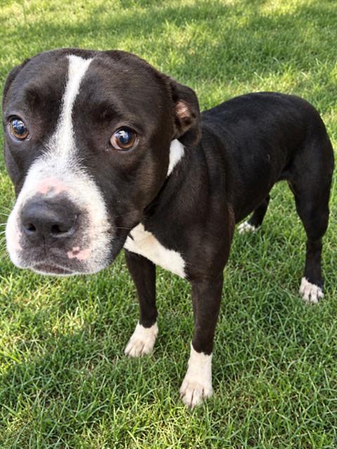 Shelter Stray Female Dog last seen MULBERRY, 1601 Airport Rd, Shelby, NC 28150, USA