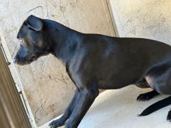 Shelter Stray Female Dog last seen Near BLOCK N ROCKWELL AVE, OKLAHOMA CITY OK 73132, 2811 SE 29th St, Oklahoma City, OK 73129, USA