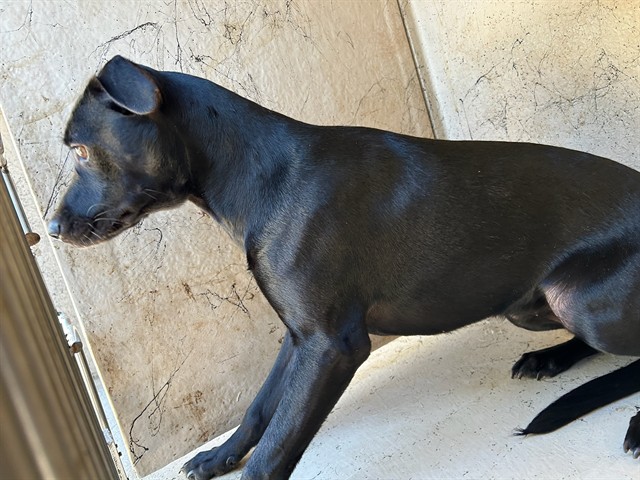 Shelter Stray Female Dog last seen Near BLOCK N ROCKWELL AVE, OKLAHOMA CITY OK 73132, 2811 SE 29th St, Oklahoma City, OK 73129, USA