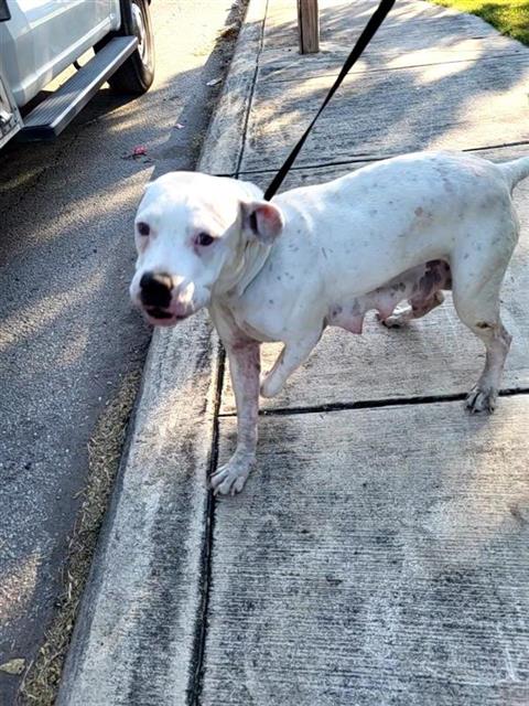 Shelter Stray Female Dog last seen Near BLOCK FAIRMEADOW, 4710 TX-151, San Antonio, TX 78227, USA