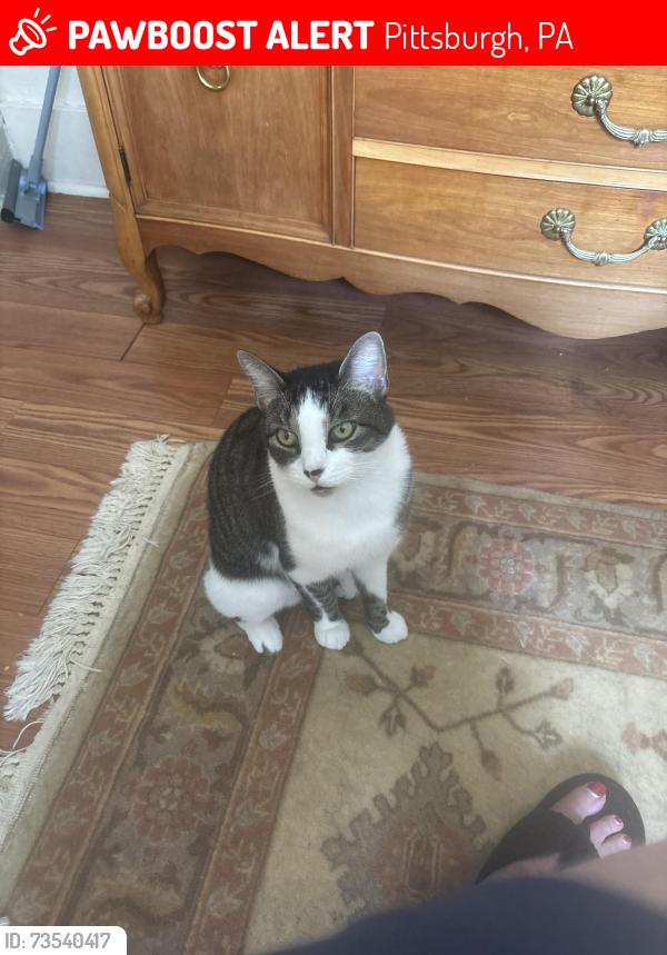 Lost Male Cat last seen Haberman and kathleen, Pittsburgh, PA 15211