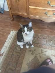 Lost Male Cat last seen Haberman and kathleen, Pittsburgh, PA 15211