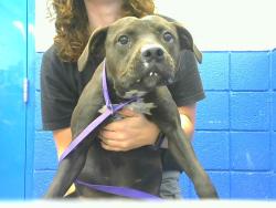 Shelter Stray Female Dog last seen MORNINGSIDE ELEMENTARY, 8920 Lomas Blvd NE, Albuquerque, NM 87112, USA
