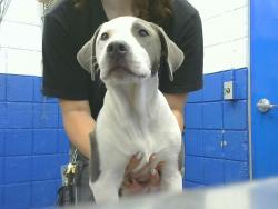 Shelter Stray Female Dog last seen Near BLOCK VALENCIA DR NE, 8920 Lomas Blvd NE, Albuquerque, NM 87112, USA