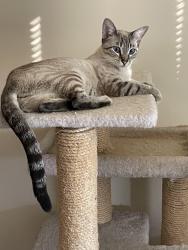 Found/Stray Female Cat last seen LaSalle and Oak, Chicago, Cook County, IL 60604