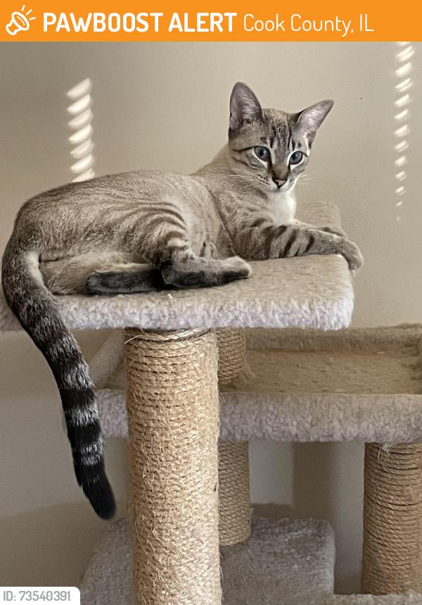 Found/Stray Female Cat last seen LaSalle and Oak, Chicago, Cook County, IL 60604