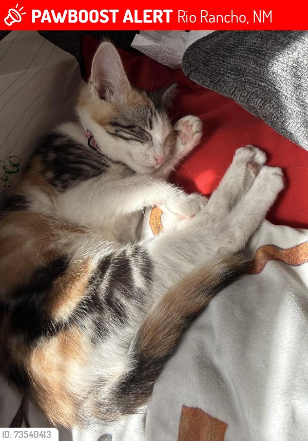 Lost Female Cat last seen San Pedro RD NE, Rio Rancho, NM 87144