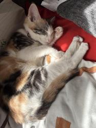 Lost Female Cat last seen San Pedro RD NE, Rio Rancho, NM 87144