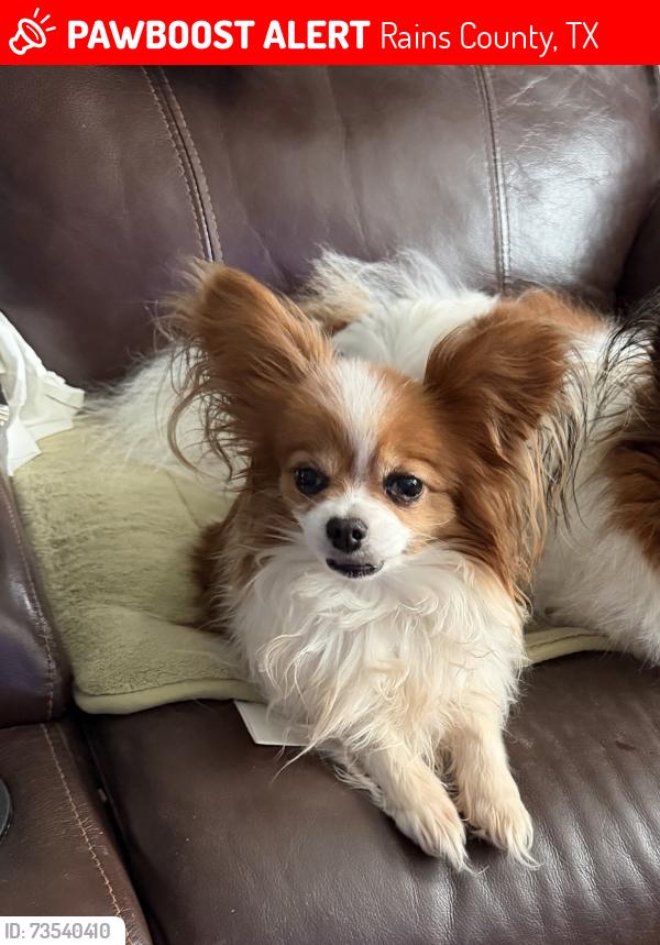 Lost Female Dog last seen Near CR & 515, Rains County, TX 75440