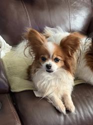 Lost Female Dog last seen Near CR & 515, Rains County, TX 75440
