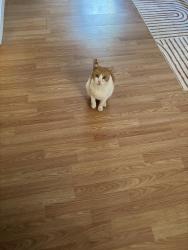 Lost Male Cat last seen McBryde x Ventura, Richmond, CA 94805