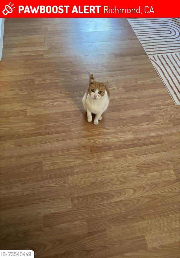 Lost Male Cat last seen McBryde x Ventura, Richmond, CA 94805