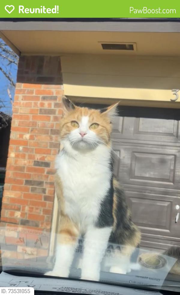 Reunited Female Cat last seen Greystone, The Village, OK 73120