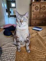 Reunited Male Cat last seen malibu drive 30066. neighborhood off Ebenezer rd, Marietta, GA 30066