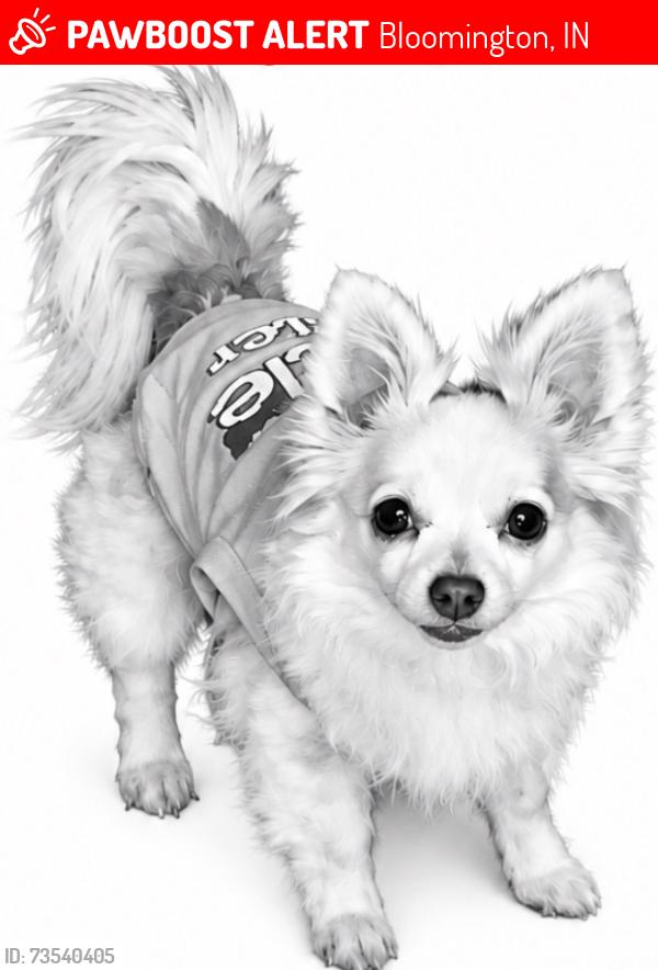 Lost Female Dog last seen Hoosier ct ave, Bloomington, IN 47404