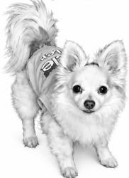 Lost Female Dog last seen Hoosier ct ave, Bloomington, IN 47404