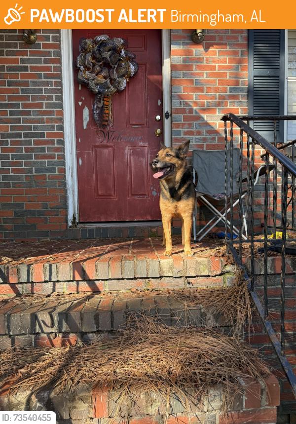 Found/Stray Male Dog last seen Smith middle school, Birmingham, AL 35215