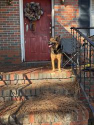 Found/Stray Male Dog last seen Smith middle school, Birmingham, AL 35215