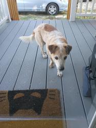 Reunited Male Dog last seen Palmway St & Freecrest St, Houston, TX 77034