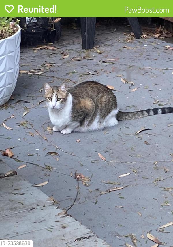 Reunited Female Cat last seen Esmeralda and Elsie st, San Francisco, CA 94110