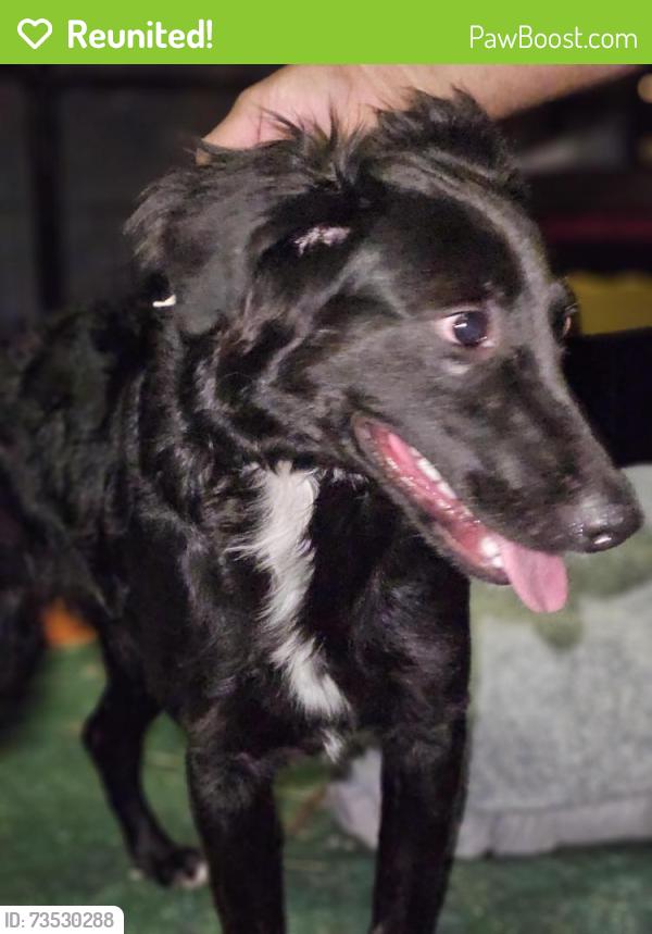 Reunited Male Dog last seen McKellips and Country Club in Seyenna Vistas, Mesa, AZ 85213