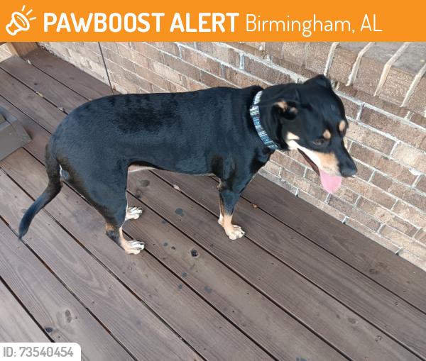 Found/Stray Female Dog last seen Tallapoosa St, Airport Highway, Birmingham, AL 35222