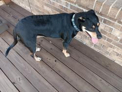 Found/Stray Female Dog last seen Tallapoosa St, Airport Highway, Birmingham, AL 35222
