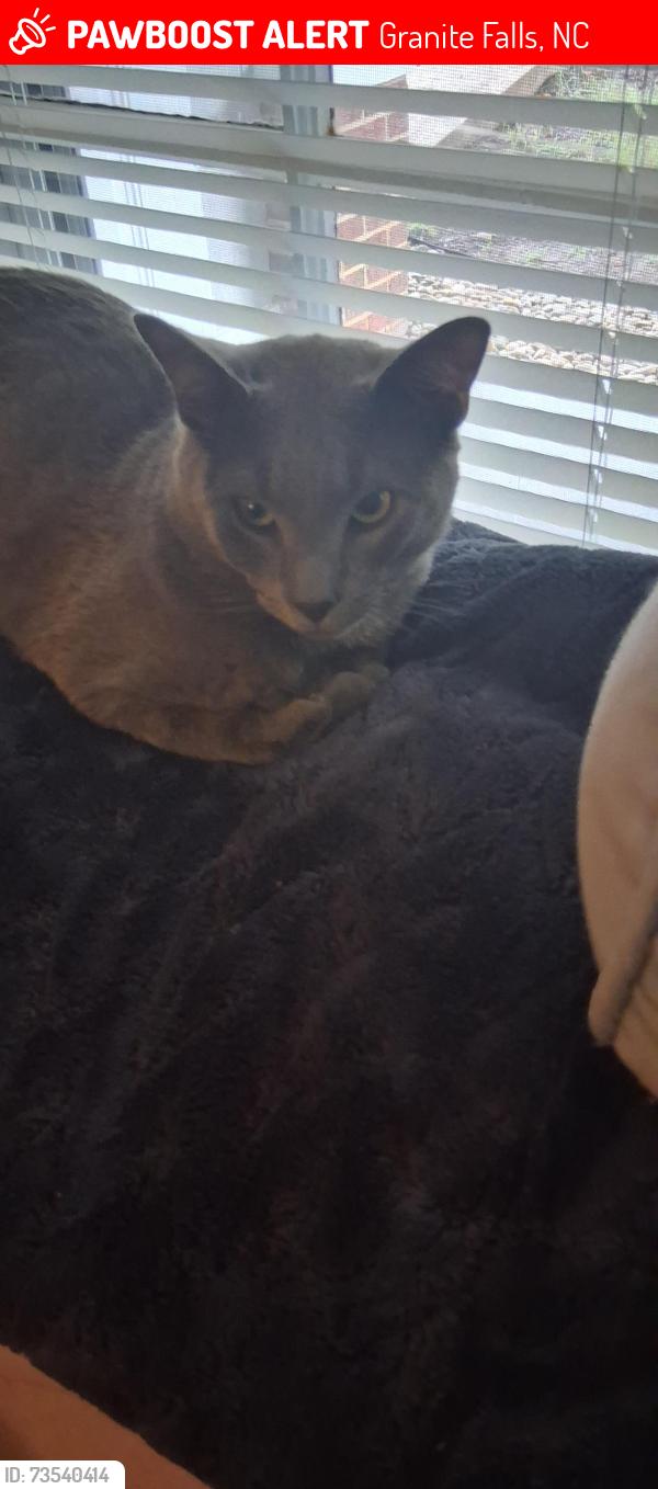 Lost Male Cat last seen Granite falls middle school, Granite Falls, NC 28630