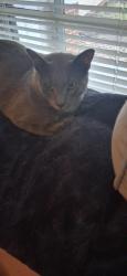 Lost Male Cat last seen Granite falls middle school, Granite Falls, NC 28630