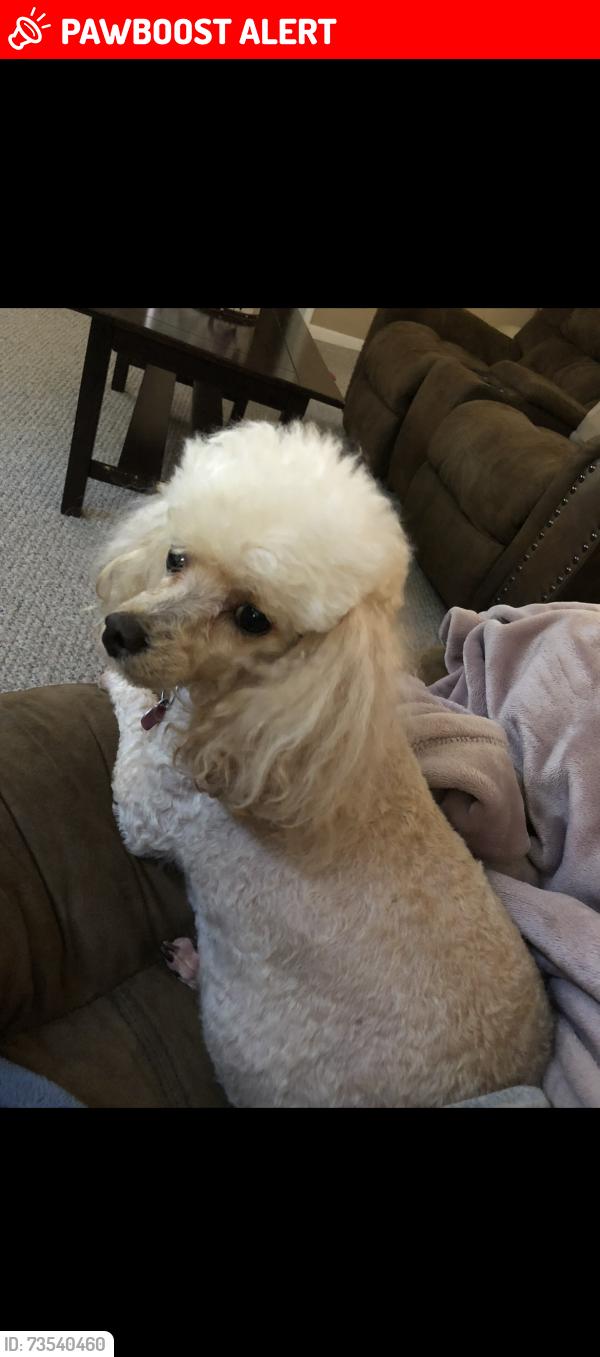 Lost Female Dog last seen Robinson rd, Montgomery County, TX 77385