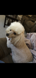 Lost Female Dog last seen Robinson rd, Montgomery County, TX 77385