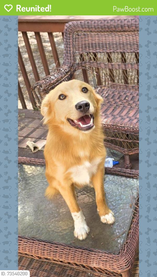 Reunited Male Dog last seen Springview trail, Garner, NC 27529