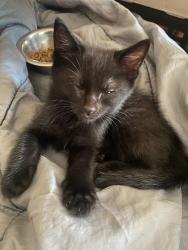 Lost Male Cat last seen Near E Sunset Rd, Las Vegas, NV 89120 (Sunset Park), Las Vegas, NV 89119