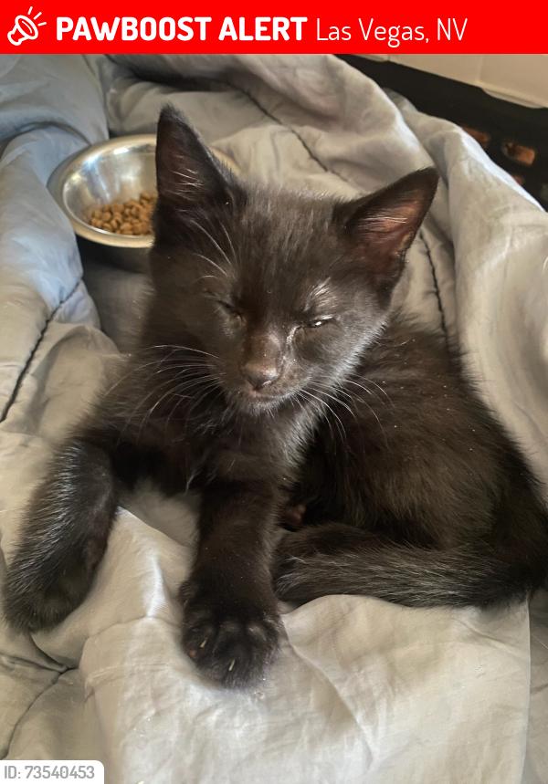 Lost Male Cat last seen Near E Sunset Rd, Las Vegas, NV 89120 (Sunset Park), Las Vegas, NV 89119