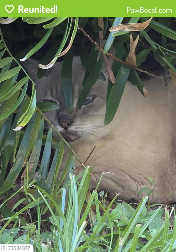 Reunited Unknown Cat last seen Jericho and Merivale, Casselberry, FL 32707