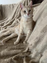 Lost Male Cat last seen Toepfer and Panama, Warren, MI 48091
